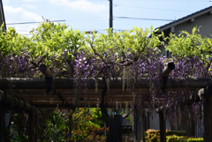 220412f地蔵院椿寺79