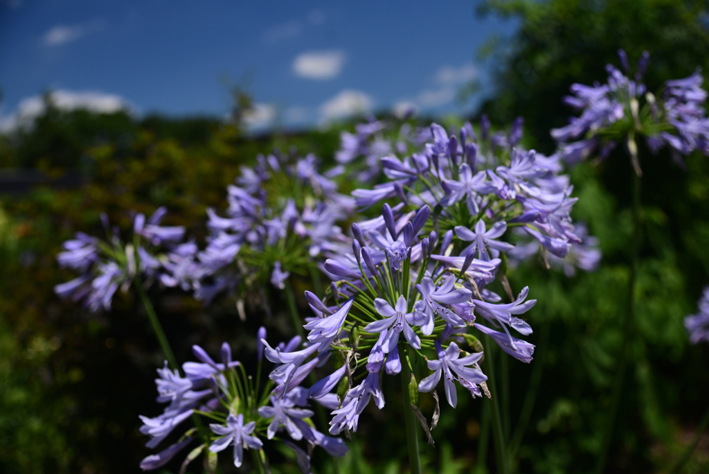 240705京都植物園64