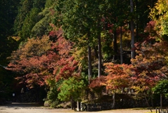 181103b神護寺73