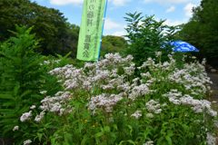 251007a小畑川13