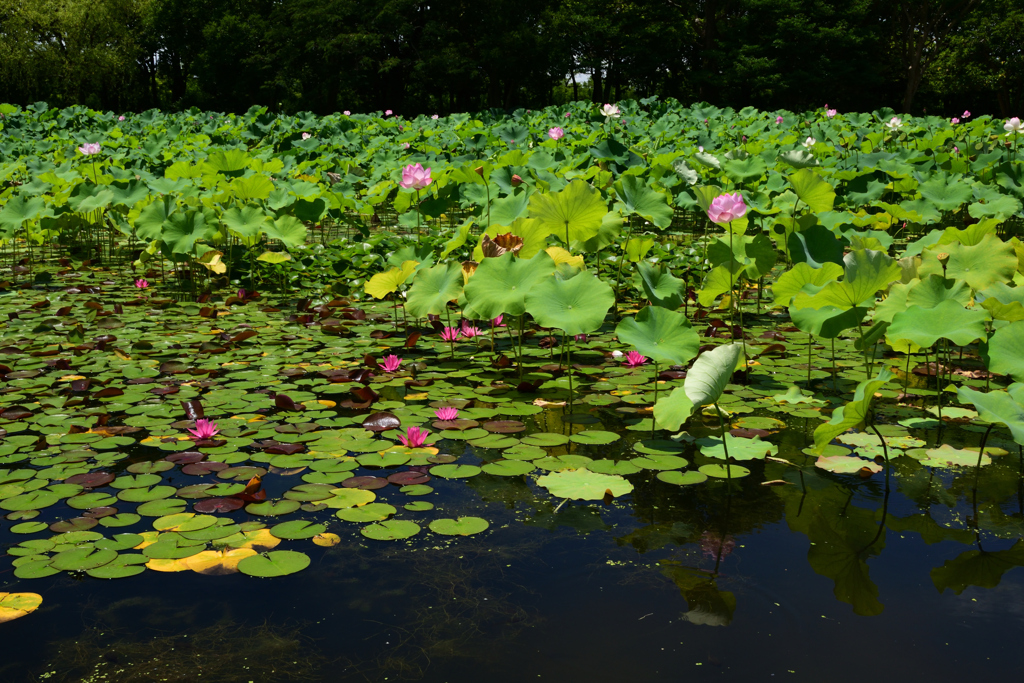 210717万博公園05