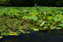 210717万博公園05