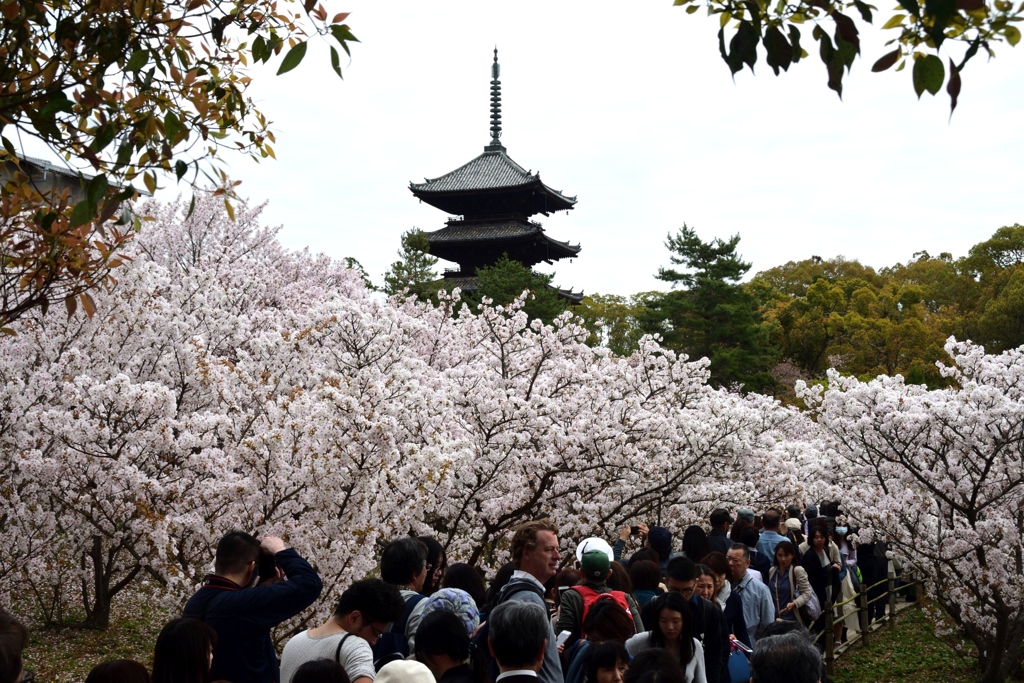 180405a仁和寺24+