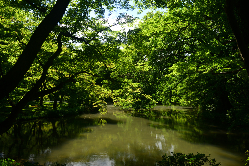 240604京都植物園57