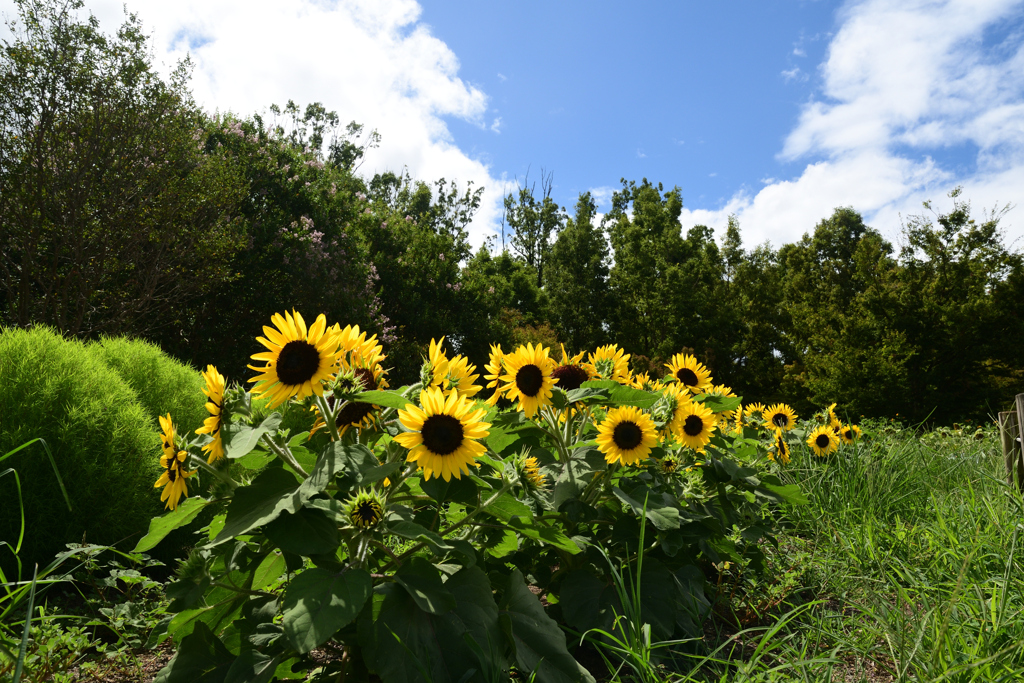230811馬見丘陵公園20