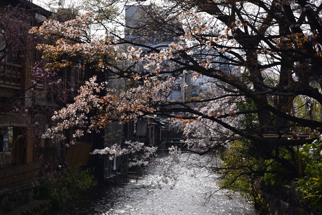 200326e祇園白川56