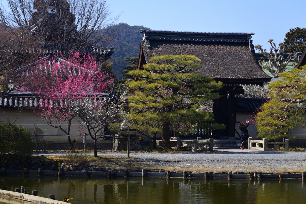 220308梅宮大社14