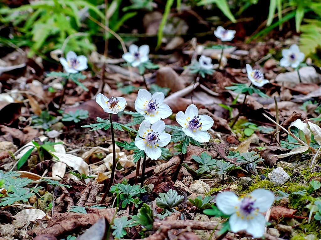 250228府立植物園