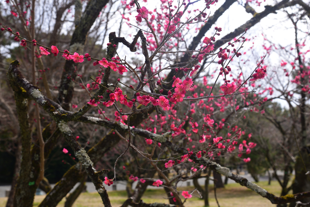 250307c京都御苑23