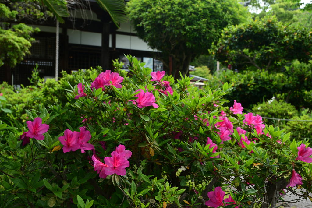 250509c恵心院15