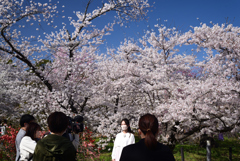 220405b京都植物園47