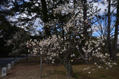 220222c京都御苑03