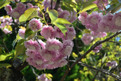 210410a梅宮大社21