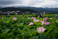 220720a藤原宮跡31
