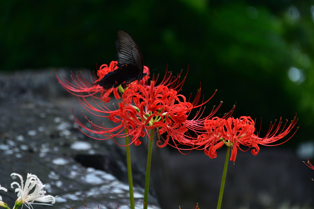 250926京都植物園38