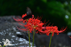 250926京都植物園38