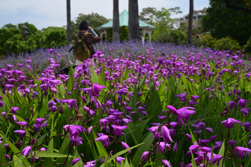 220510長居植物園09