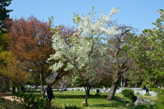 250411b京都御苑38