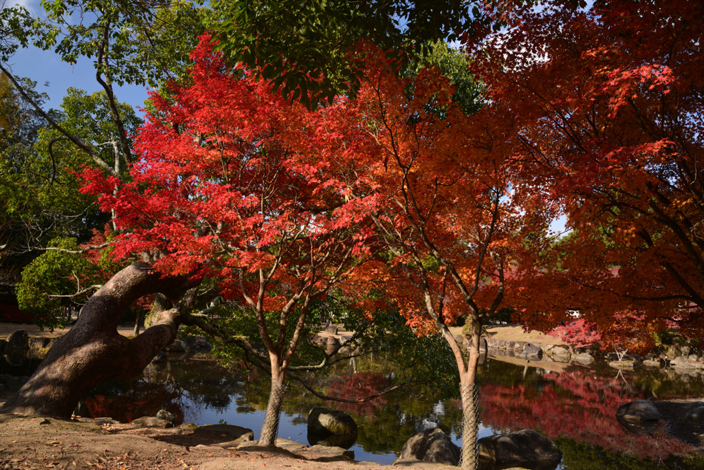 241210d奈良公園15