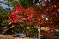 241210d奈良公園15
