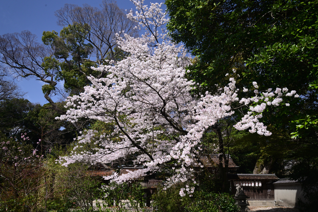 230327a京都御苑04