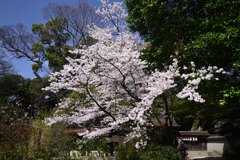 230327a京都御苑04