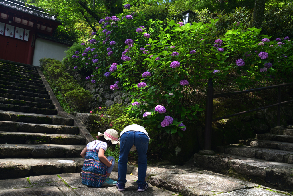 210620長谷寺44