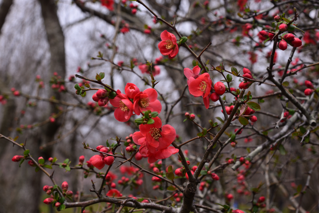 240321京都植物園09