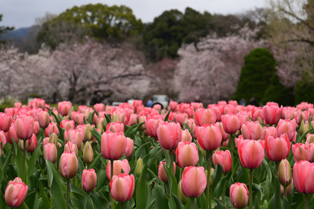 240404a京都植物園04