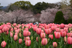 240404a京都植物園04