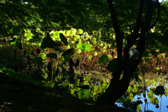 2501028京都植物園33