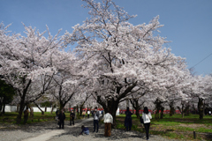 210329c平野神社01