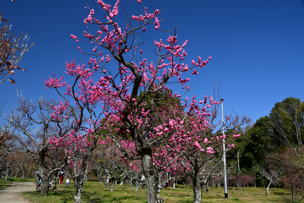230314a山田池公園06