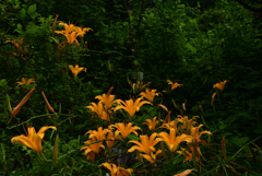 220823京都植物園14
