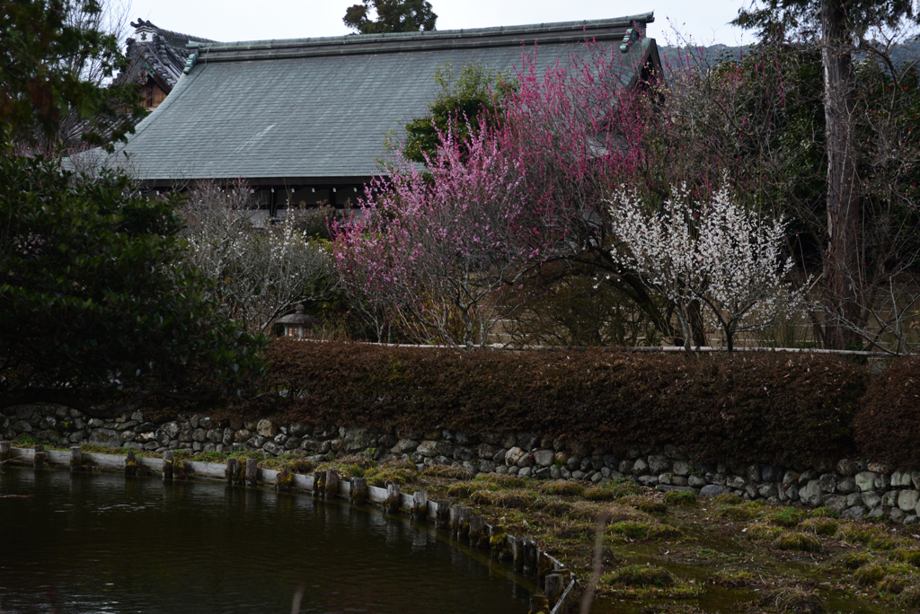 210223a梅宮大社13