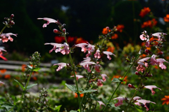 2501028京都植物園15 2501028京都植物園15