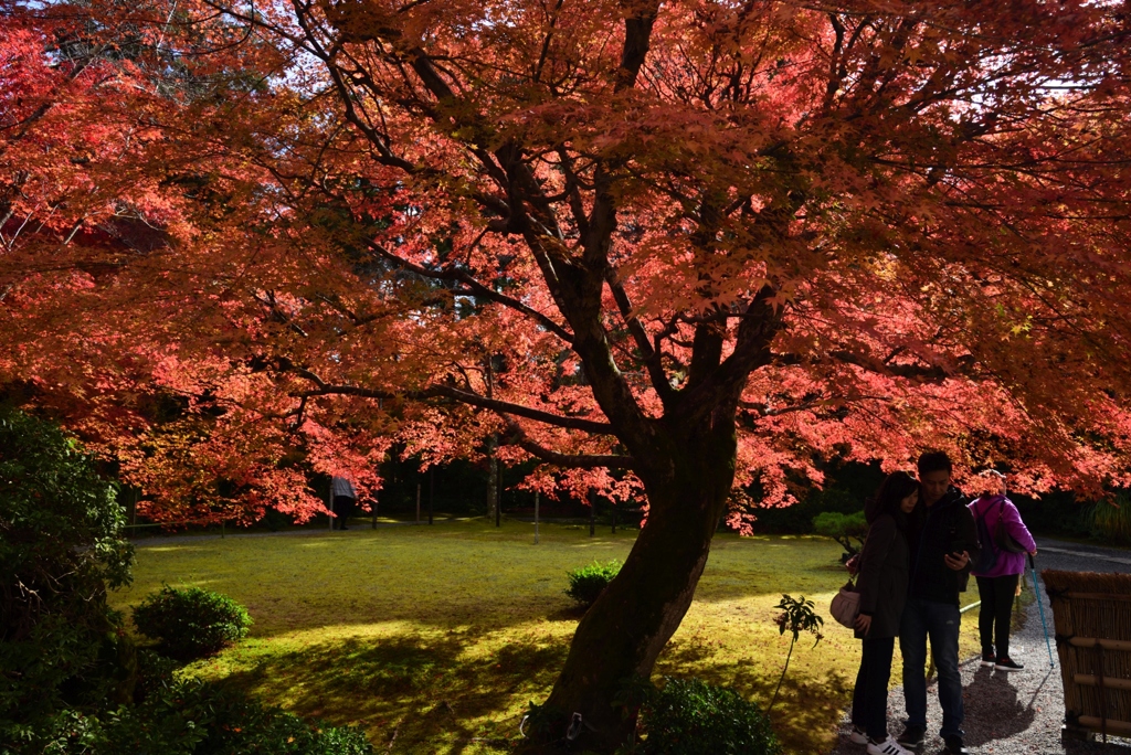 181129b大河内山荘71