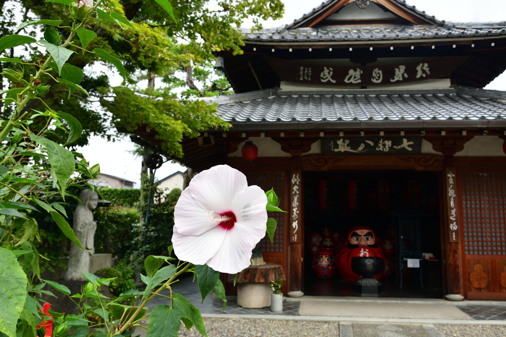 250924bだるま寺10