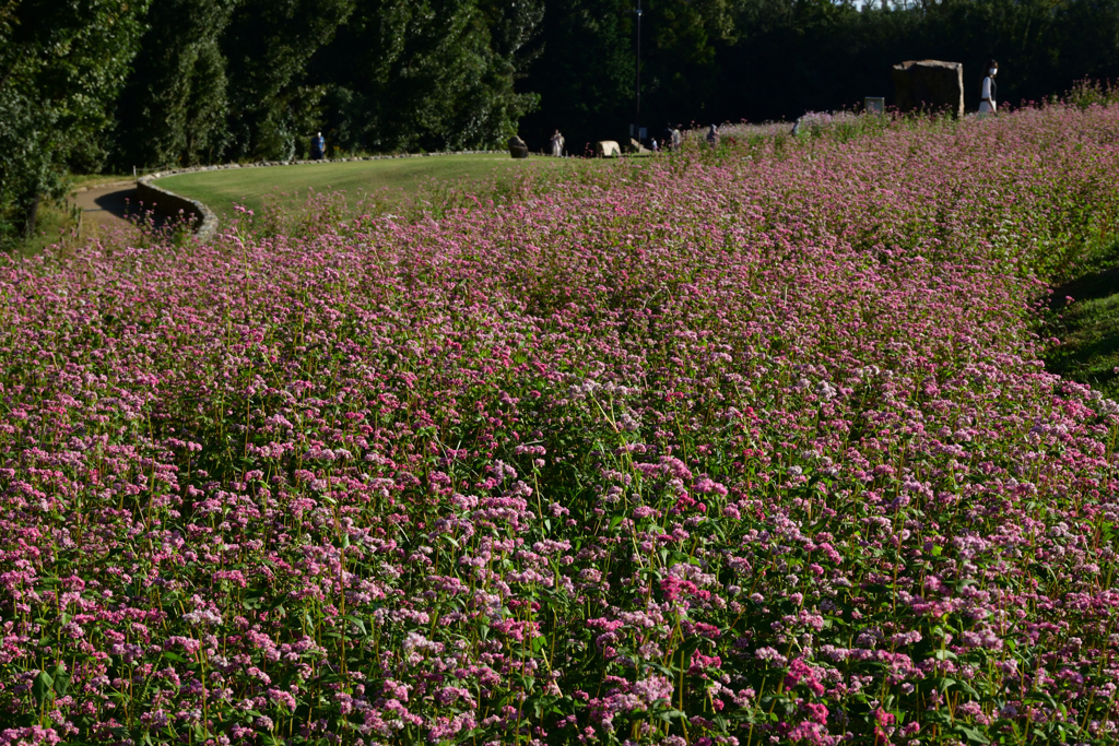 211015万博公園27