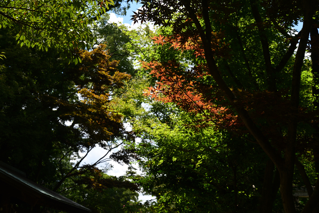 210905h京都御苑07