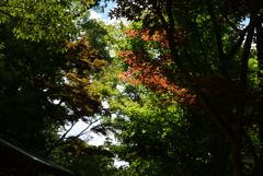 210905h京都御苑07