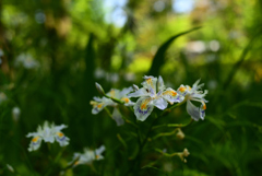 230427京都植物園17