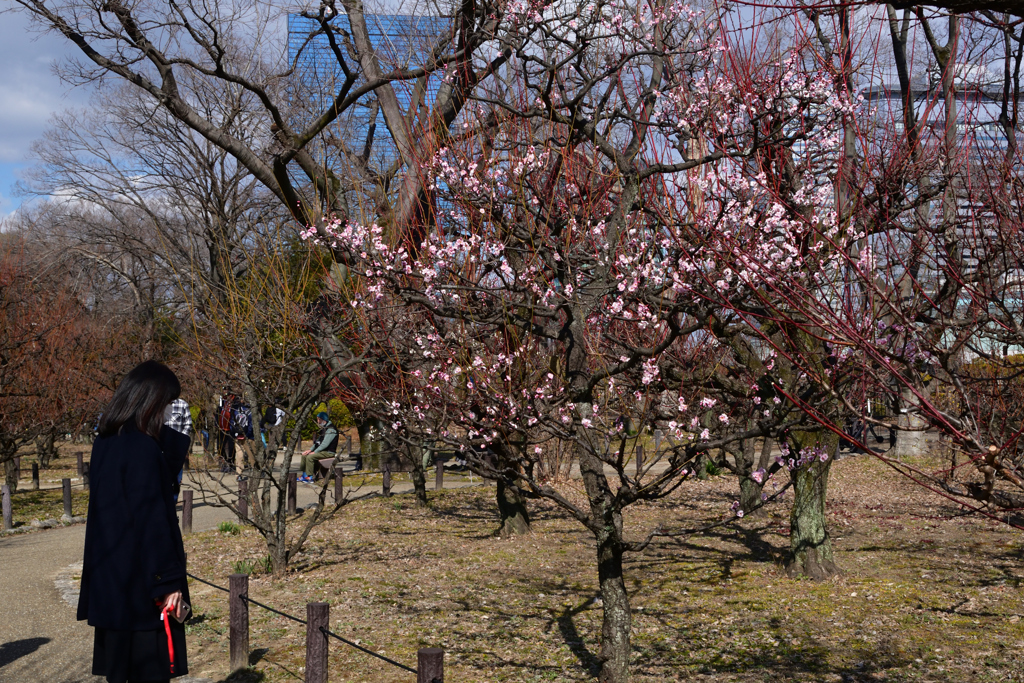 220211大阪城25紅冬至