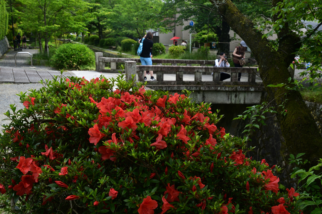 230527c哲学の道04