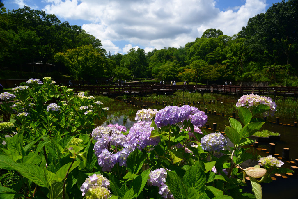 240603a山田池公園12
