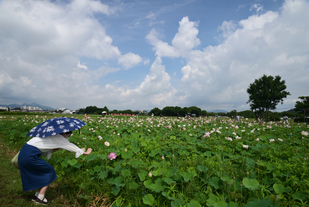 220720a藤原宮跡32