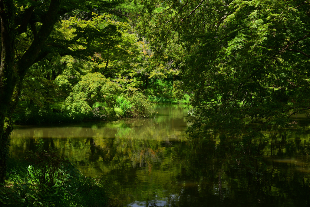 230825京都植物園27