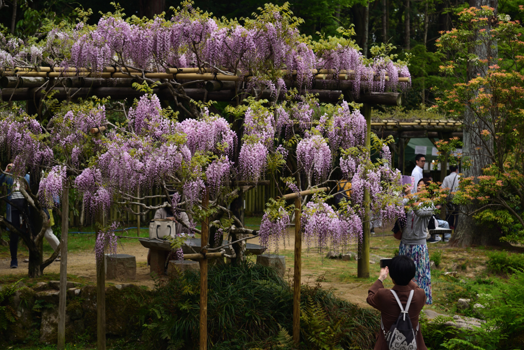 190428b萬葉植物園82