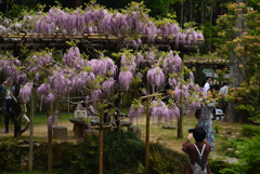 190428b萬葉植物園82