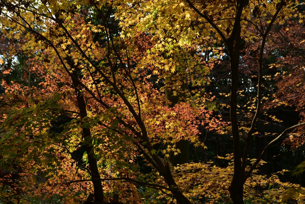 171209e下鴨神社67